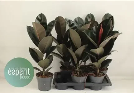Ficus elastica 'Abidjan' (Szobafikusz)