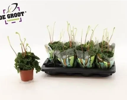 Peperomia caperata ‘Lilian’ (Ráncoslevelű törpebors ‘Lilian’)