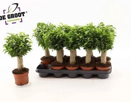 Ficus benjamina 'Natasja' (Csüngő fikusz, jutával kötött)