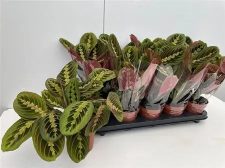 009384-MARA-012 Maranta leuconeura 'Fascinator' (Nyílgyökér) - Image 1