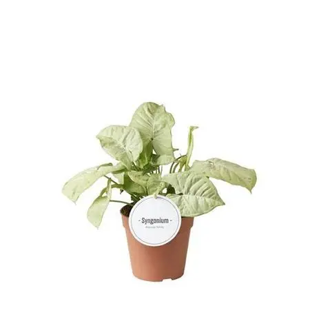 009622-SYNG-012 Syngonium podophyllum 'Confetti' (Nyíllevél) - Image 1