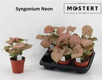 Syngonium podophyllum 'Neon Pink' (Nyíllevél)
