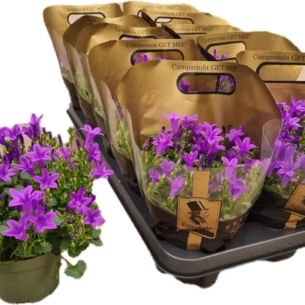 Campanula portenschlagiana 'Get Mee' (Harangvirág)