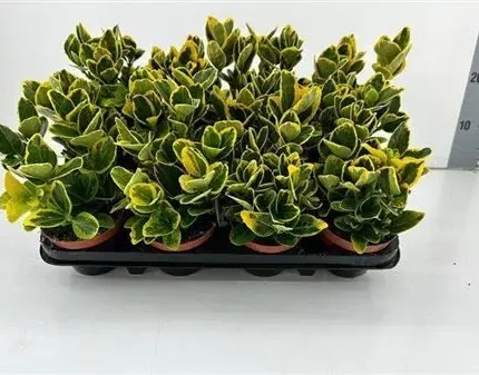 Euonymus japonicus 'Aureus' – Japán kecskerágó 'Aureus'