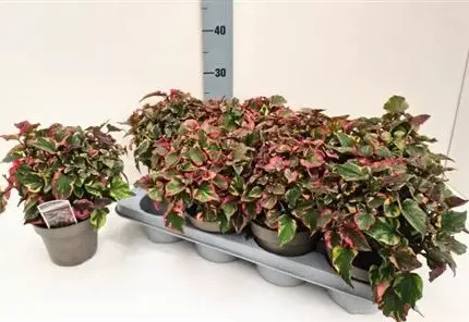 Houttuynia cordata 'Chameleon' (Kaméleonnövény)