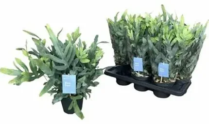 Phlebodium aureum ‘Blue Star’ (Kék páfrány)