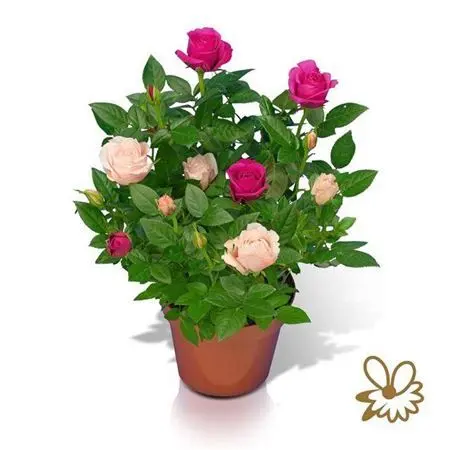 108266-RO C-012 Rosa hybrida ‘Classic Star’ (Kétszínű mini rózsa) - Image 1
