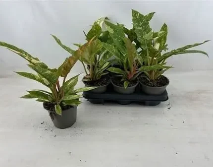 Philodendron ‘Ring of Fire’ (Filodendron)
