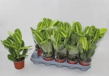 Maranta leuconeura 'Lemon Lime' (Nyílgyökér)