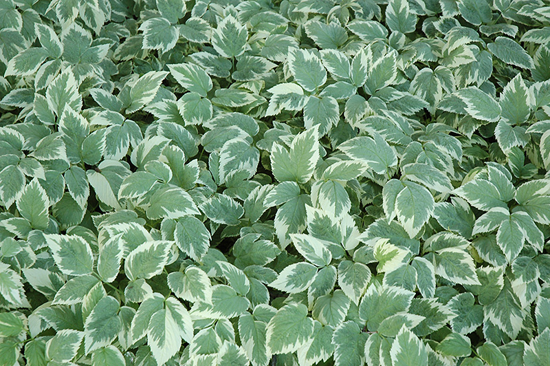 Aegopodium podagraria 'Variegata' Tarka podagrafű (Aegopodium podagraria 'Variegata') - Image 1