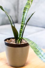 Monstera növénytámasz szett – 2 darabos - Image 4