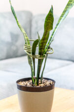 Monstera növénytámasz szett – 2 darabos - Image 5