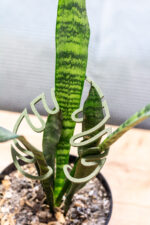 Monstera növénytámasz szett – 2 darabos