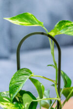 ArchGrow növénytámasz szett – 3 darabos - Image 3