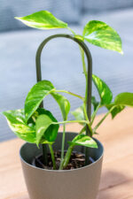 ArchGrow növénytámasz szett – 3 darabos
