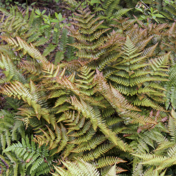 Dryopteris erythrosora 'Brilliance' Japán pajzsika (Dryopteris erythrosora 'Brilliance') - Image 1