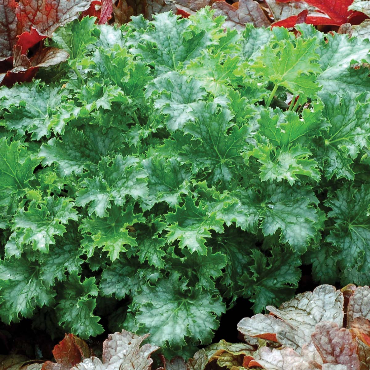 Heuchera 'Apple Crisp' Tűzeső (Heuchera 'Apple Crisp') - Image 1