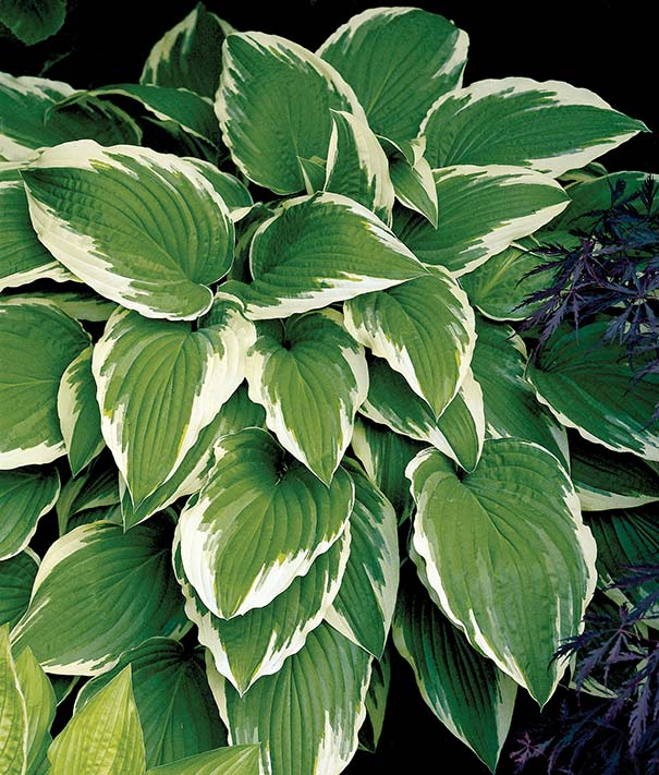 Hostaalbomarg Hosta undulata 'Albomarginata' (Hullámoslevelű árnyékliliom) - Image 1