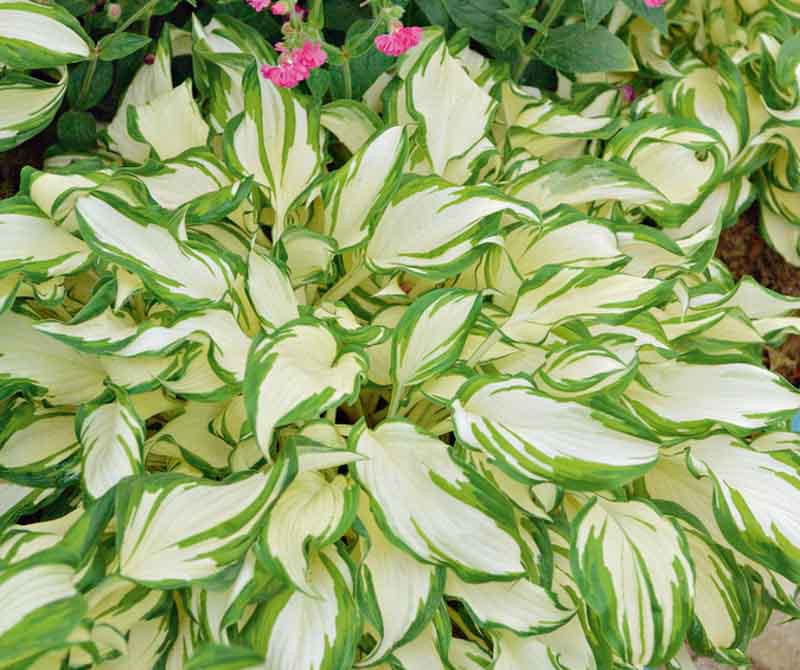 Hostamediovar Hosta undulata 'Mediovariegata' (Hullámoslevelű árnyékliliom) - Image 1