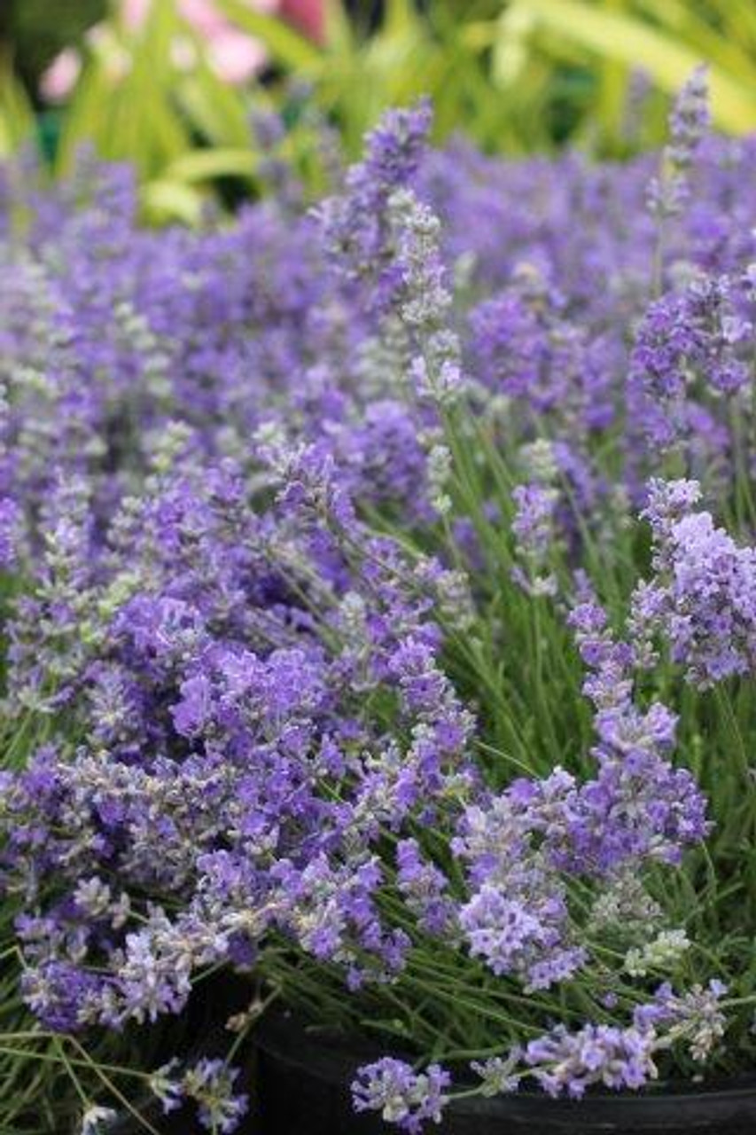Lavandula angustifolia 'Blue Cushion' Angol levendula (Lavandula angustifolia 'Blue Cushion') - Image 1