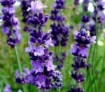 Levendula (Lavandula x intermedia 'Arabian Nights')