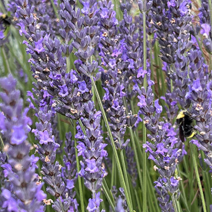 Hibrid levendula (Lavandula × intermedia 'Phenomenal')