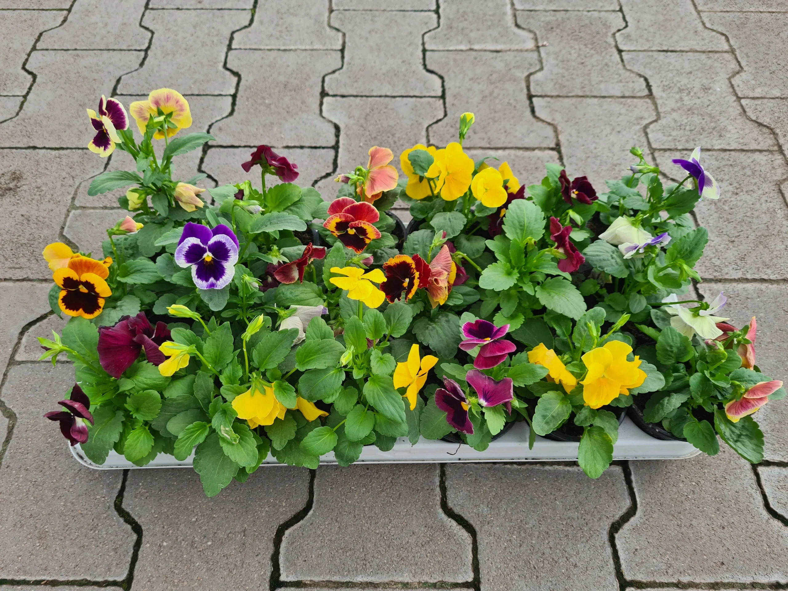NHU-ZZ V-009-VARGA Viola × wittrockiana (Árvácska) - Image 1