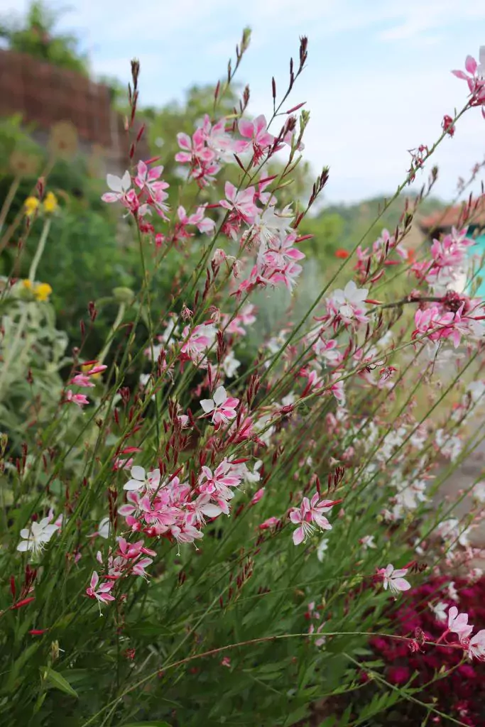 Oenothera (syn. Gaura) lindheimeri 'Siskiyou Pink' Évelő díszgyertya (Oenothera (syn. Gaura) lindheimeri 'Siskiyou Pink') - Image 1