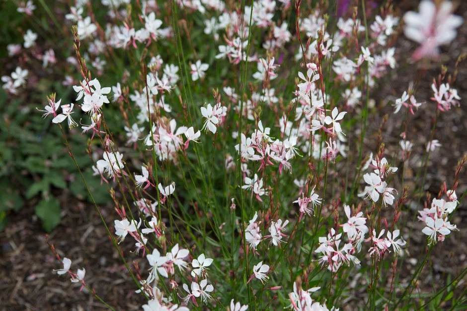 Oenothera (syn. Gaura) lindheimeri 'Whirling Butterflies' Évelő díszgyertya (Oenothera (syn. Gaura) lindheimeri 'Whirling Butterflies') - Image 1
