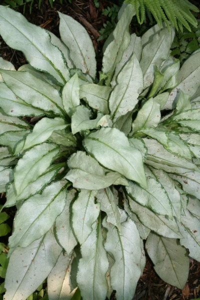 Pulmonaria 'Majesté' Édes tüdőfű (Pulmonaria saccharata 'Majesté') - Image 1
