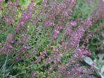 Gamandor (Teucrium × lucidrys)