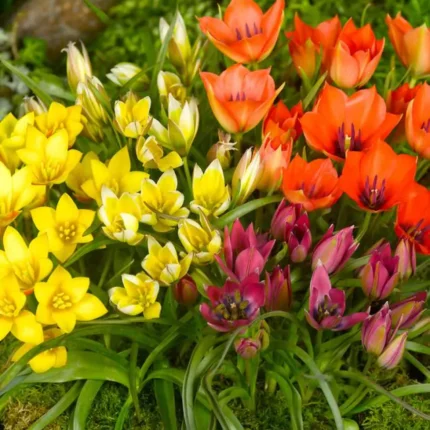 Botanikai tulipán mix