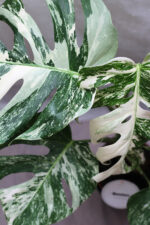 Monstera deliciosa 'Variegata' (Könnyezőpálma) - Image 2