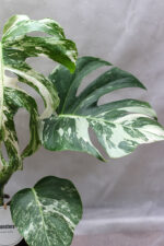 Monstera deliciosa 'Variegata' (Könnyezőpálma) - Image 3