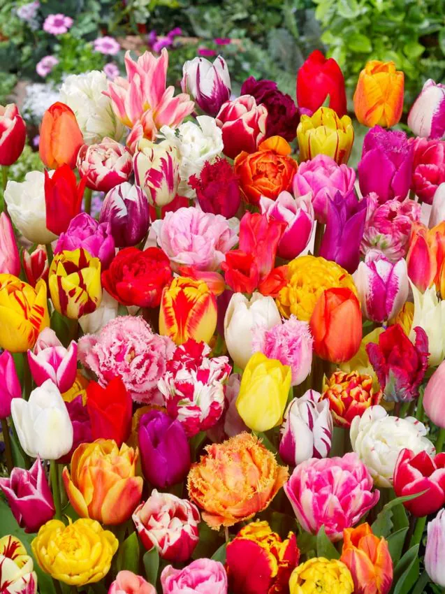 picking garden mix deluxe Vágott virág mix deluxe tulipán - Image 1