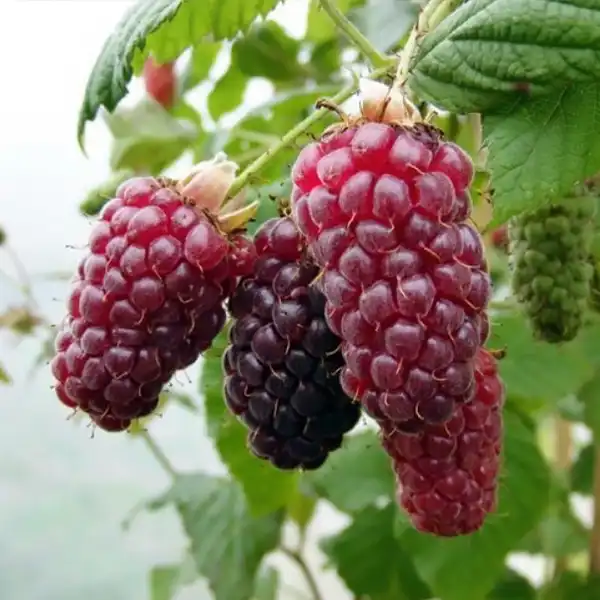 tayberry Szedermálna 'Buckingham Tayberry' – konténeres - Image 1