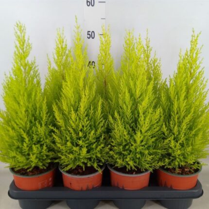 Cupressus macrocarpa 'Goldcrest Wilma' (Szobaciprus)