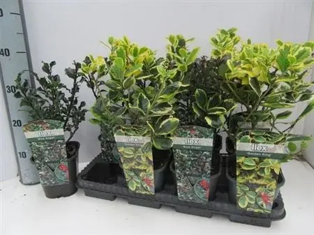 005260-ILEX-014 Ilex Mix (Magyal) - Image 1