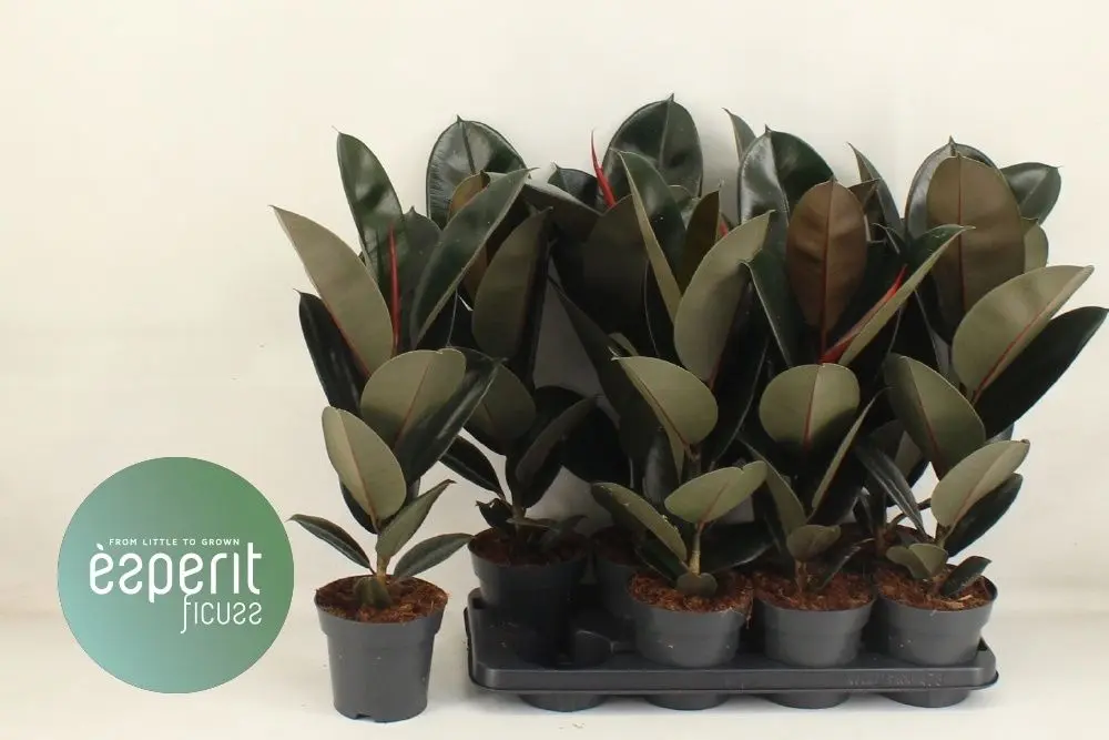 006609-FIC -014 Ficus elastica ’Abidjan’ (Szobafikusz) - Image 1