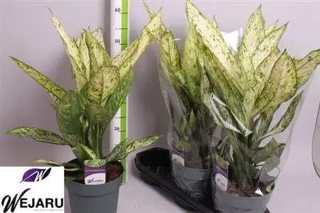 007711-DIEF-019 Dieffenbachia 'Vesuvius' (Buzogányvirág) - Image 1