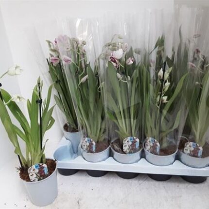 Miltonia Mix (Árvácskaorchidea)