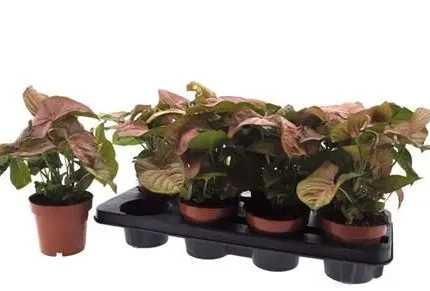 Syngonium podophyllum (Nyíllevél)