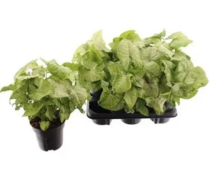 Syngonium podophyllum 'White Butterfly' (Nyíllevél)