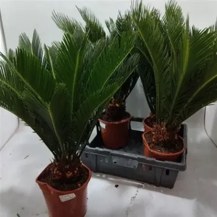 Cycas revoluta (Cikász pálma)