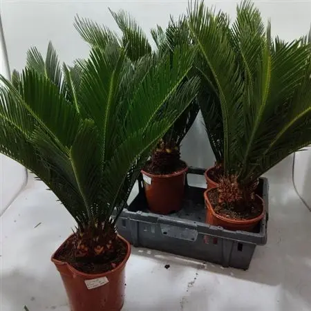 009200-CYCA-012 Cycas revoluta (Cikász pálma) - Image 1