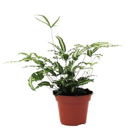 Pteris albolineata (Csíkos vénuszpáfrány)