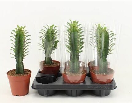 Euphorbia trigona (Háromélű kutyatej)
