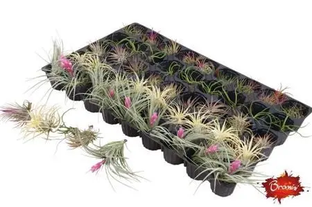 009624-TILL-999 Tillandsia Mix (Légzőnövény) - Image 1