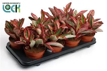014814-PEP -012 Peperomia clusiifolia ‘Jellie’ (Viaszlevél) - Image 1