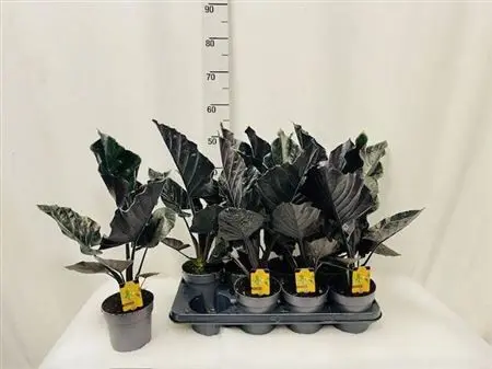 014950-ALOC-014 Alocasia ‘Antoro Velvet’ (Elefántfül) - Image 1
